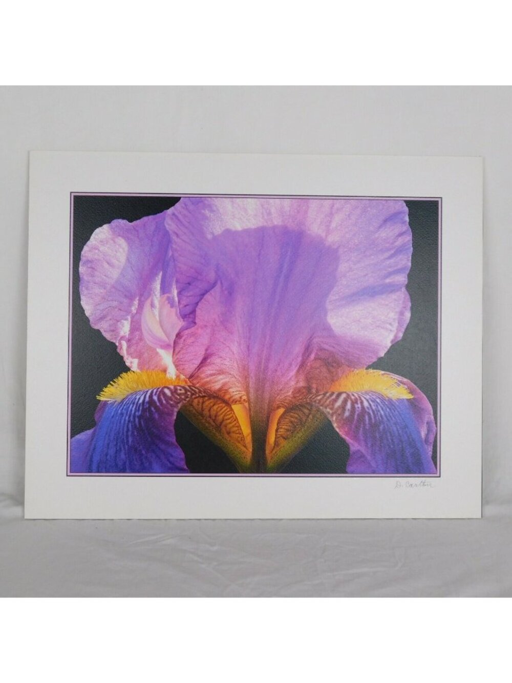 Lone Iris Foam Core Mounted Signed D Carlton Photograph Pacific NW Artist Color